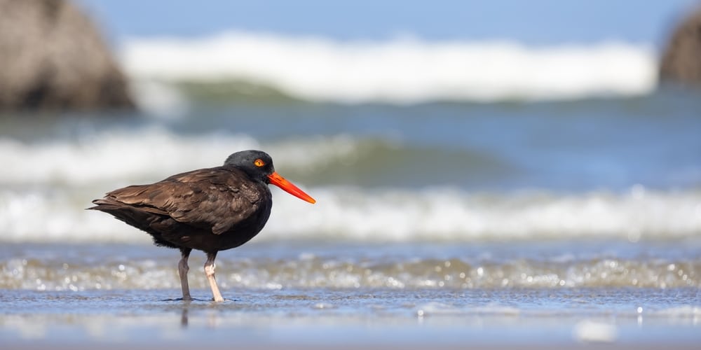 birdwatching on the Oregon Coast near our Bandon Hotel