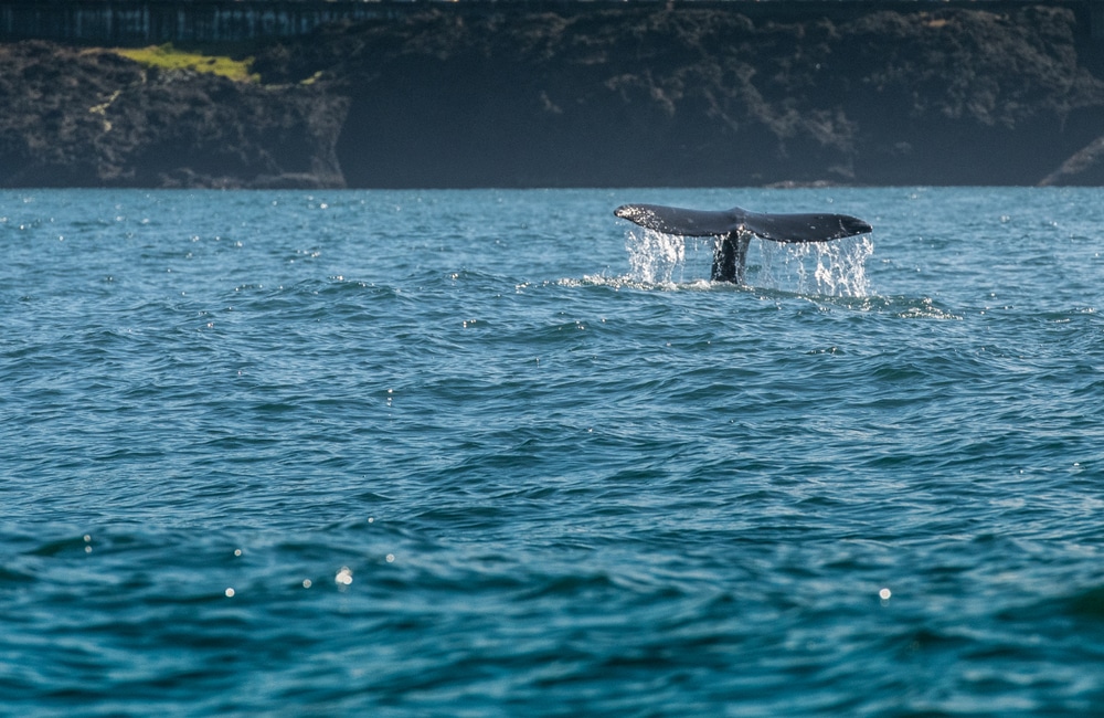 Enjoy whale watching on the Oregon Coast!