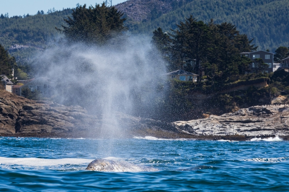 Gray Whale Watching on the Oregon Coast near our Bandon Oregon Hotels and just off highway 101 in Oregon