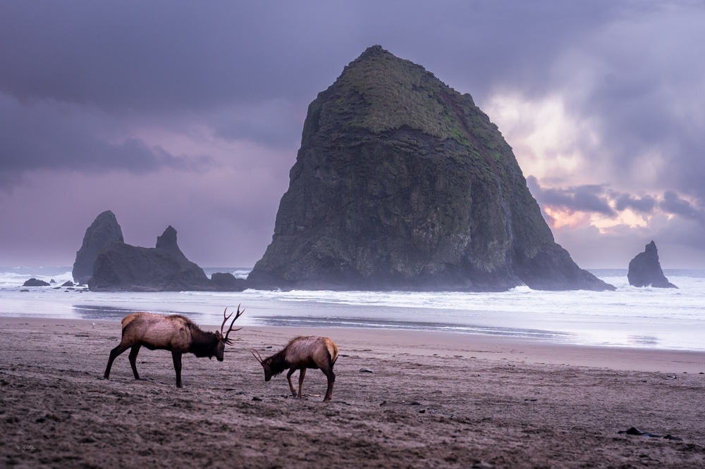 Elk stroll the sand at Cannon Beach on the Southern Coast of Oregon, just off highway 101 in Oregon