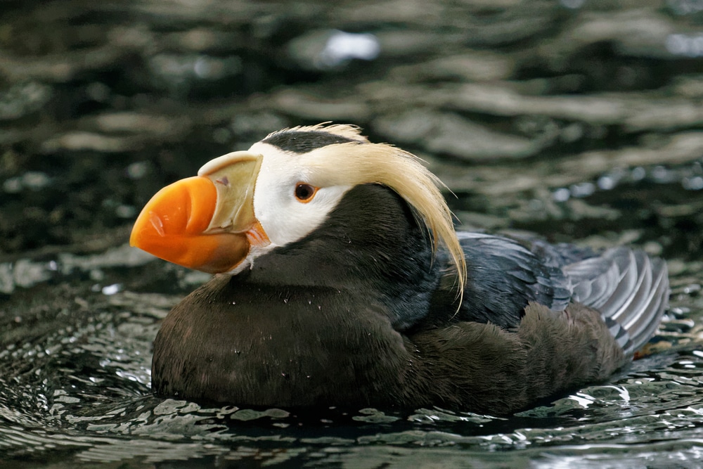 Tufted Puffins in Oregon swimming