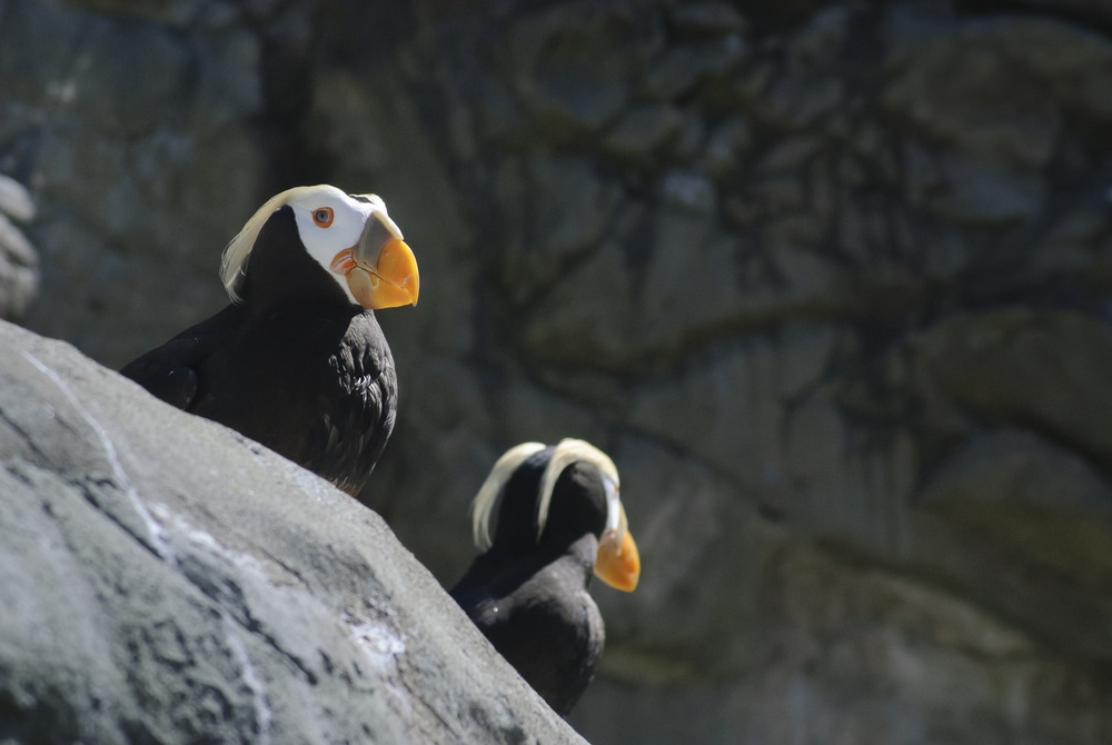 Tufted puffins in Oregon on the Coastal Rocks near Bandon