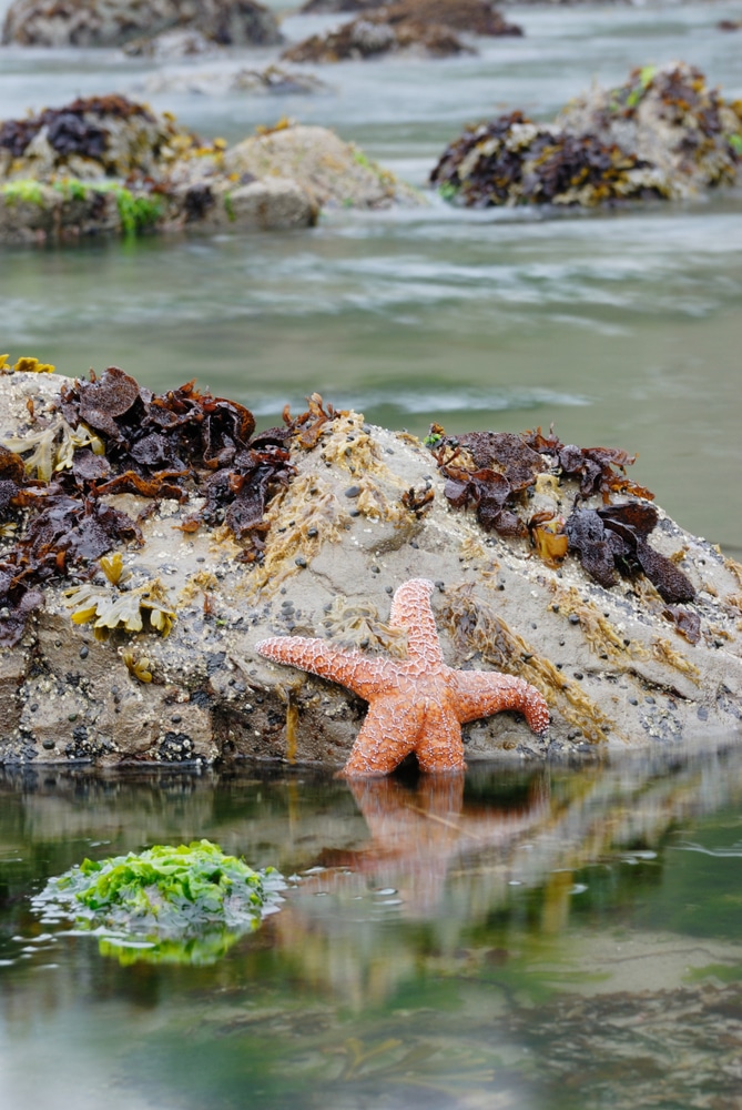 Your Complete Guide to the Southern Oregon Coast 12 Find the Best Tidepools Oregon Coast near Bandon
