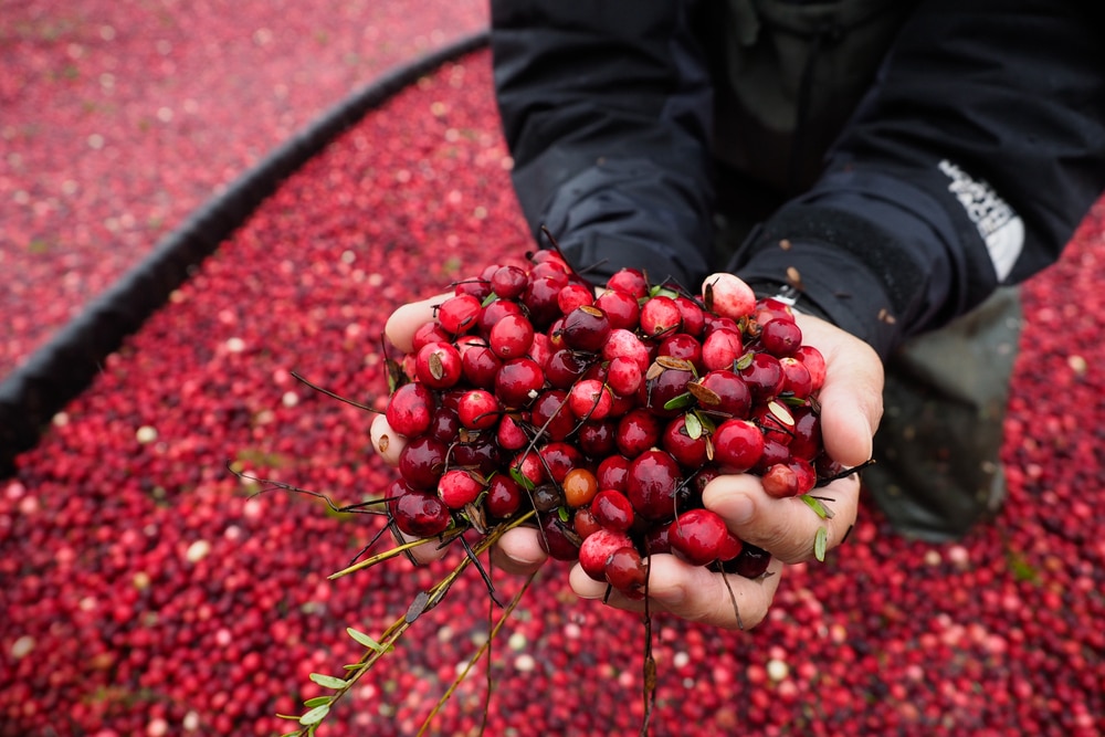 Plan for the Bandon Cranberry Festival 4 Handful of Cranberries harvested during the Bandon Cranberry Festival