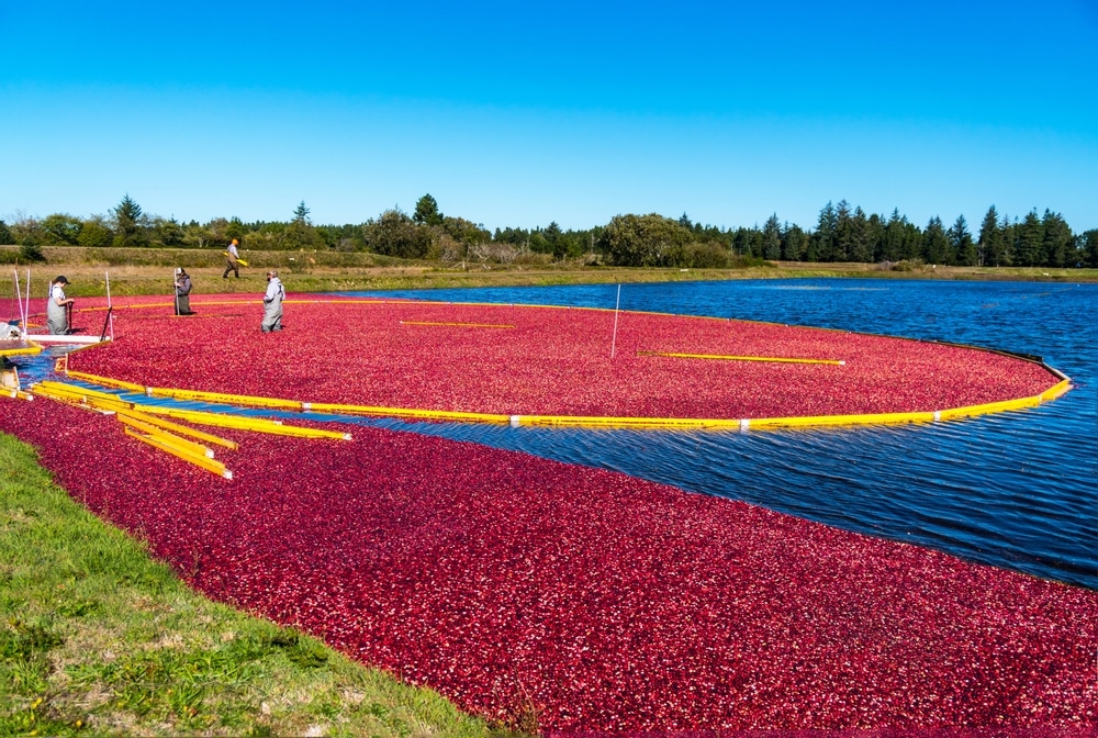 Plan for the Bandon Cranberry Festival 1 Cranberry Bog Harvest during the Bandon Cranberry Festival on the Oregon Coast