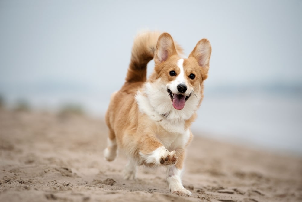 Dog-Friendly Hotels on the Oregon Coast 1 Welsh Corgi runs on beach in Bandon. Stay at dog-friendly hotels on the Oregon Coast.