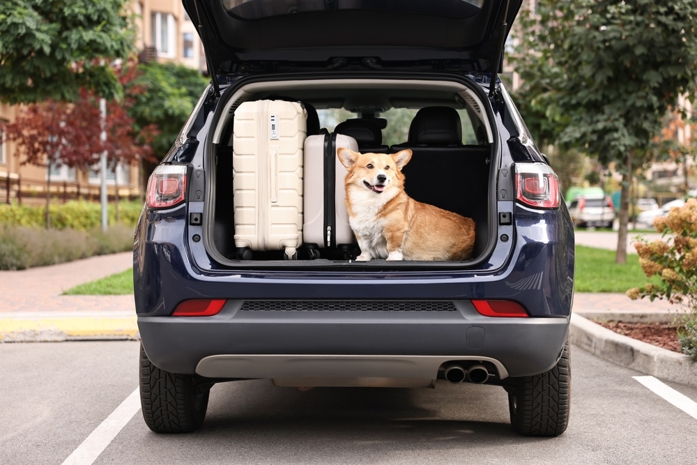 Welsh Corgi in the trunk with luggage getting ready to head to a dog-friendly hotel on the Oregon Coast.