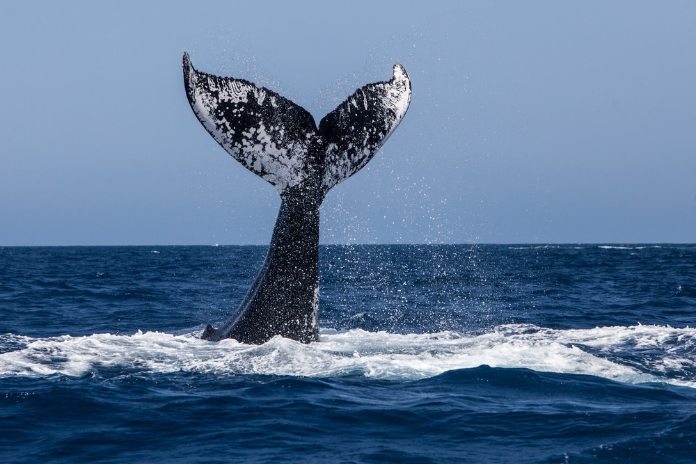 A humpback whale tail during the whale migration on the Oregon Coast.