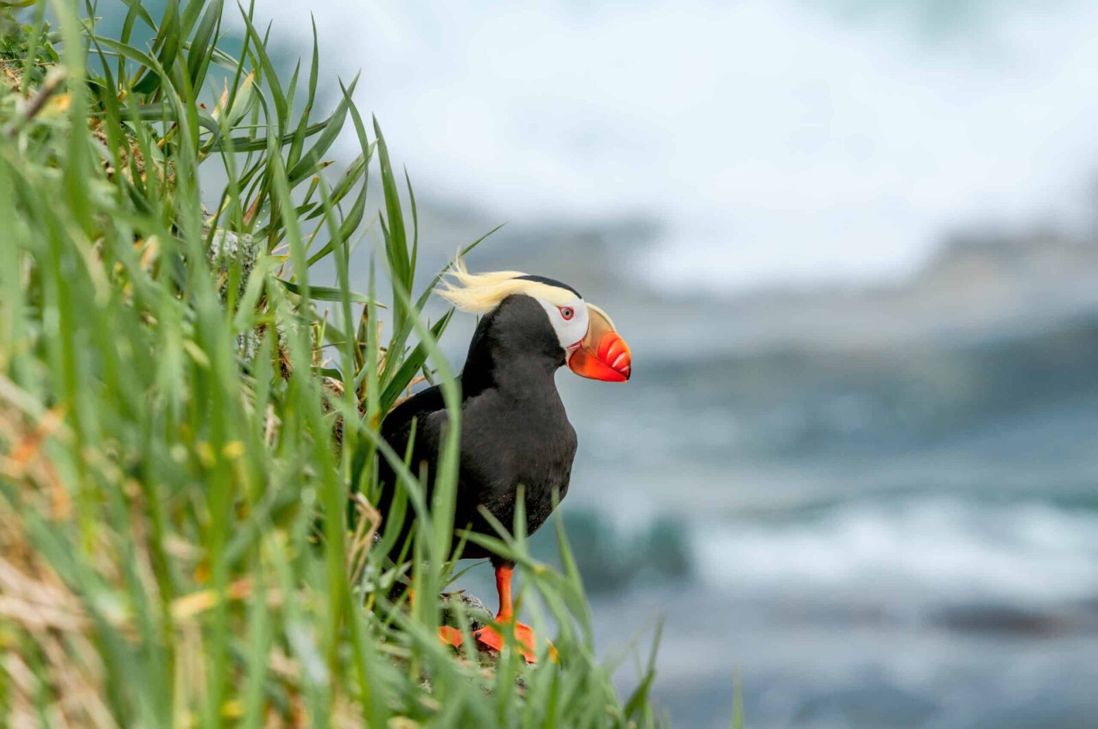 Tufted Puffin on cliff overlooking Oregon Coast.