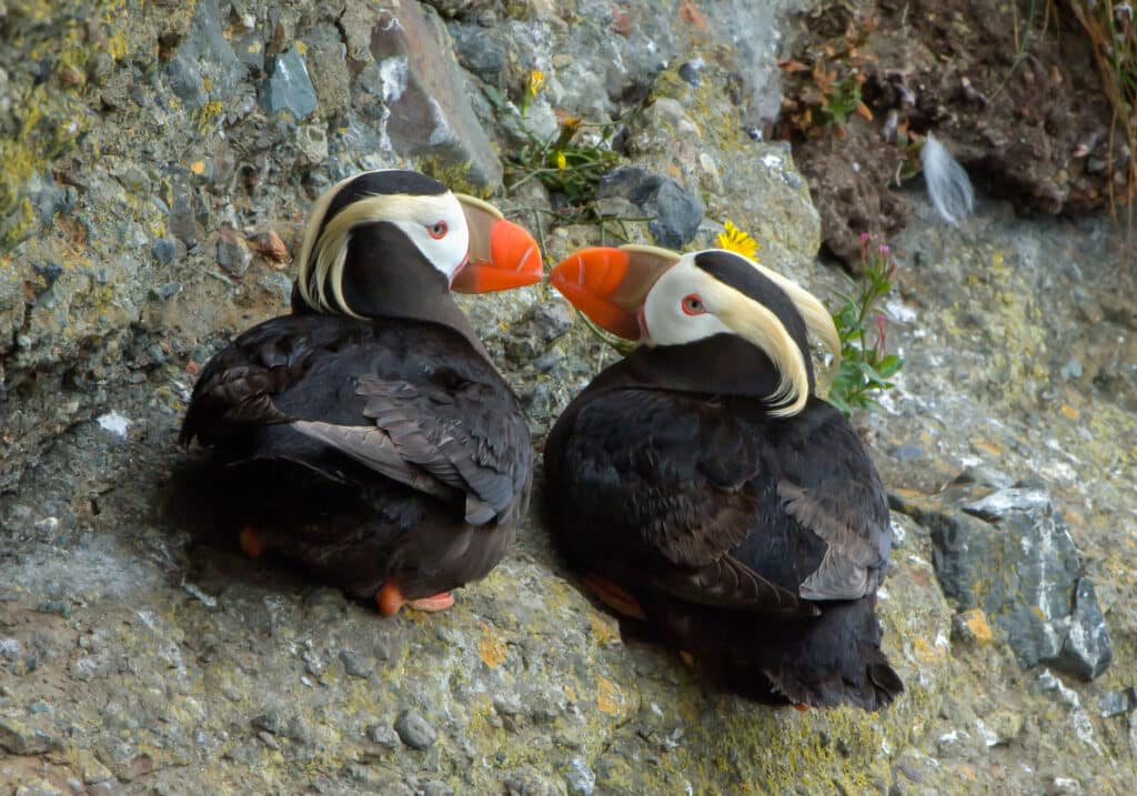 Mated pair of Tufted Puffins nesting at Face Rock.