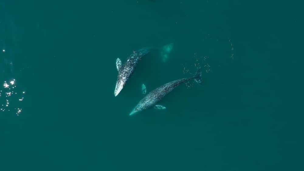 A grey whales during the whale migration on the Oregon Coast.