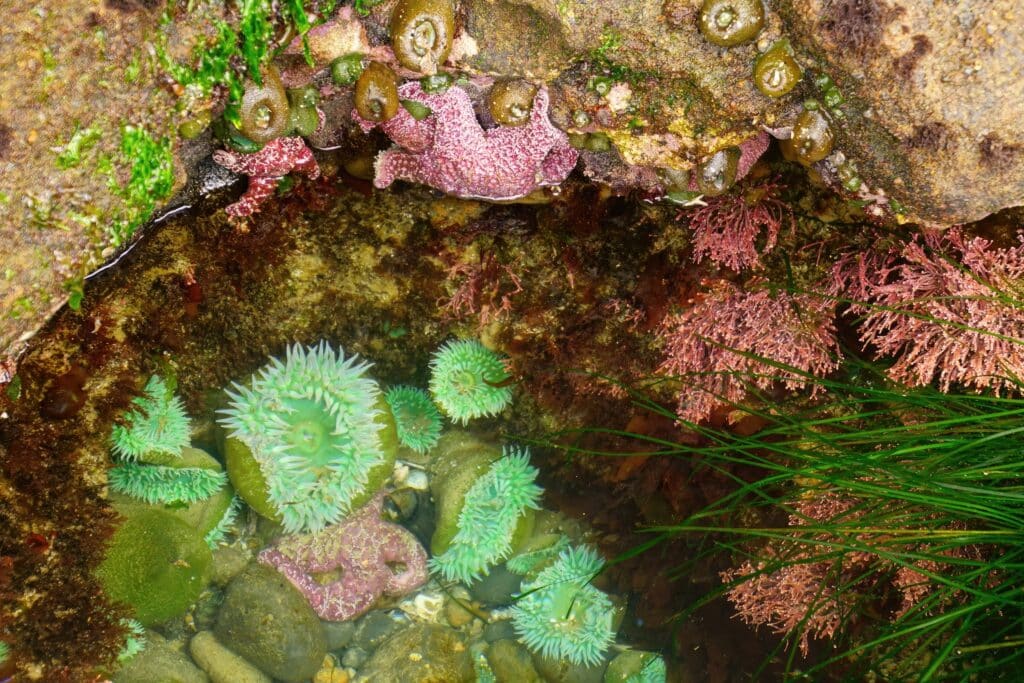 Green Sea Anemones and purple sea stars in tide pool. Exploring tidal pools is one of the best things to do in Southern Oregon.